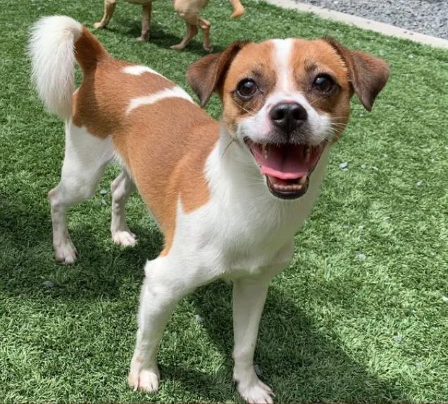 An adult small-sized male White / Cream Chihuahua dog named SAVE ME PLEASE Roscoe for adoption in San Marcos, CA