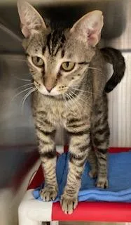An adult small-sized female Domestic Short Hair cat named Raquel for adoption in Cincinnati, OH