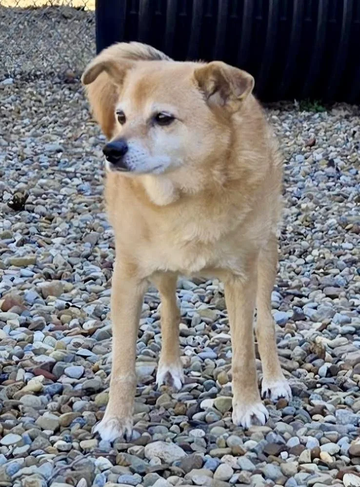 An adult small-sized male Golden Chihuahua dog named Finn for adoption in North Olmsted, OH