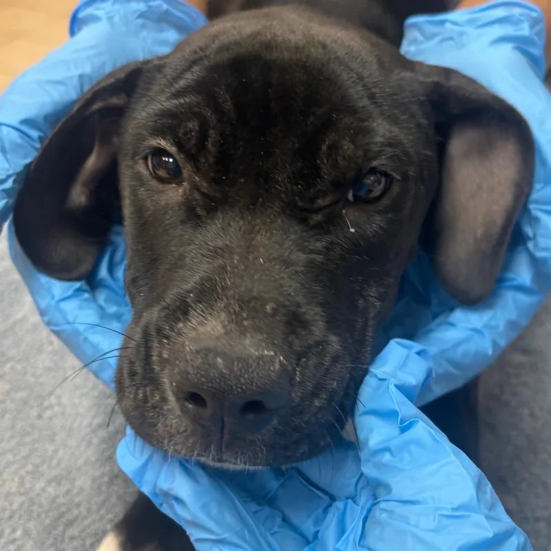 A baby small-sized female Labrador Retriever dog named Spiro for adoption in Birmingham, AL