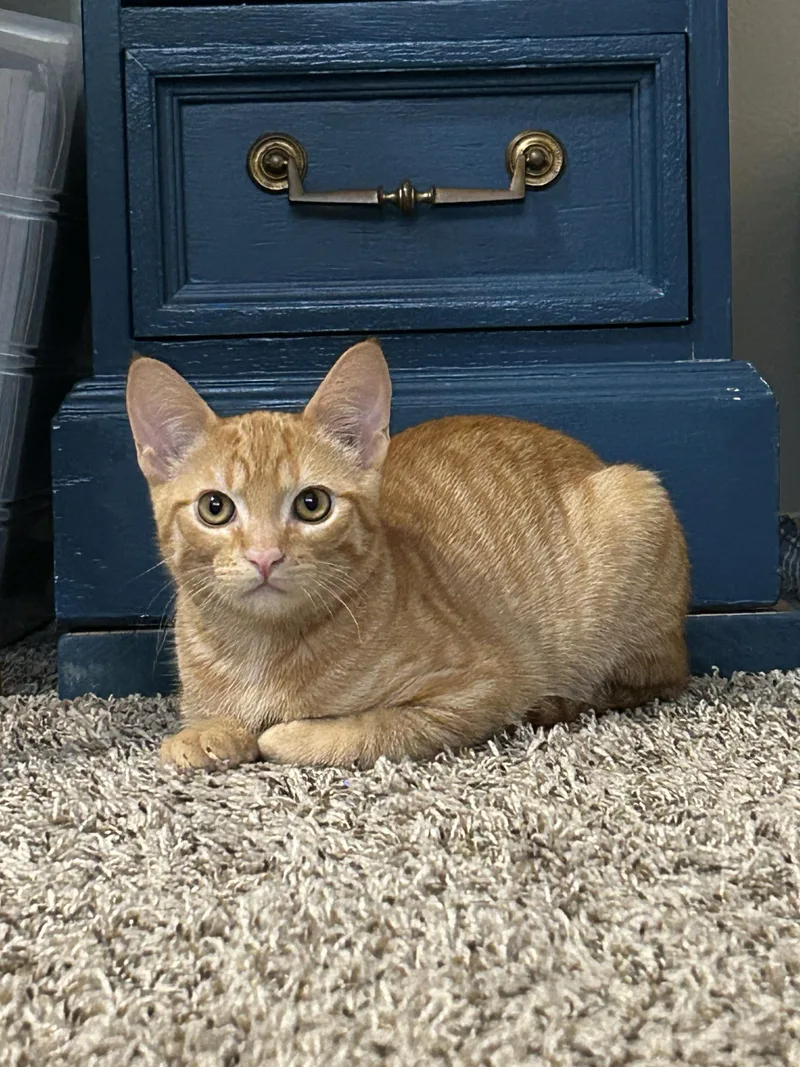 A baby medium-sized female Black Domestic Short Hair cat named Willow and Xander for adoption in Seattle, WA