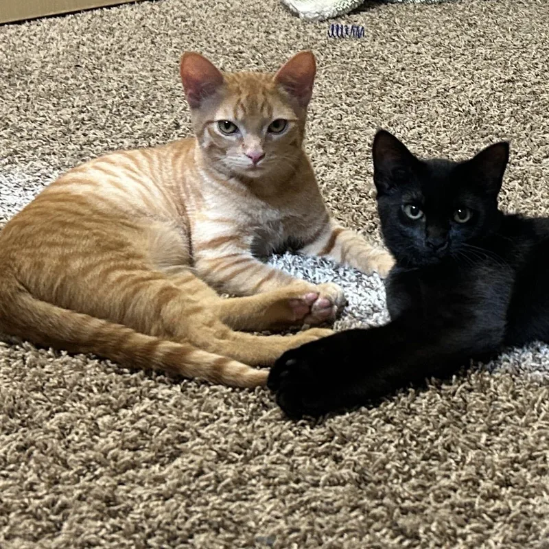 Willow and Xander thumbnail 3