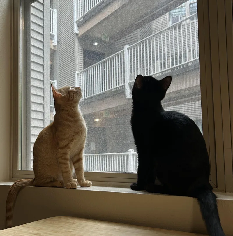 Willow and Xander thumbnail 4