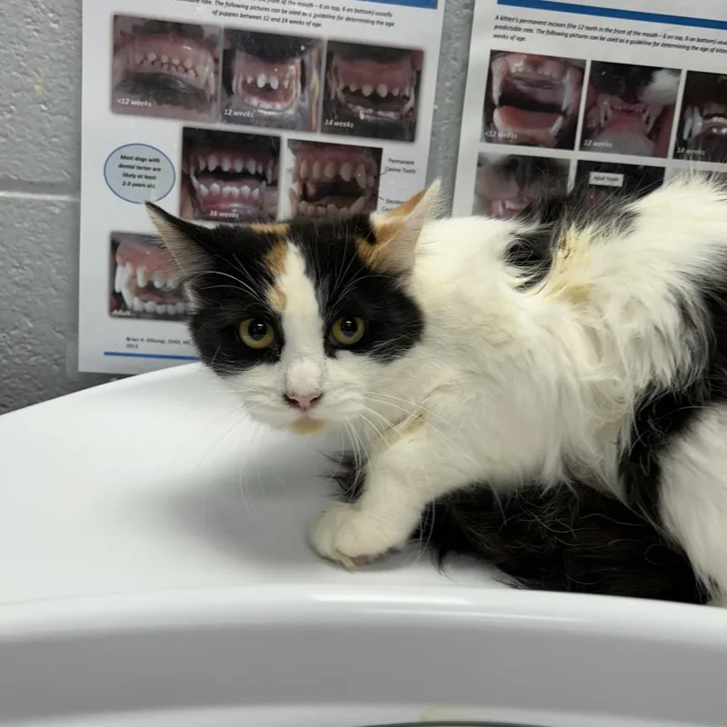 A young medium-sized female Calico Domestic Medium Hair cat named Dusk for adoption in West Olive, MI