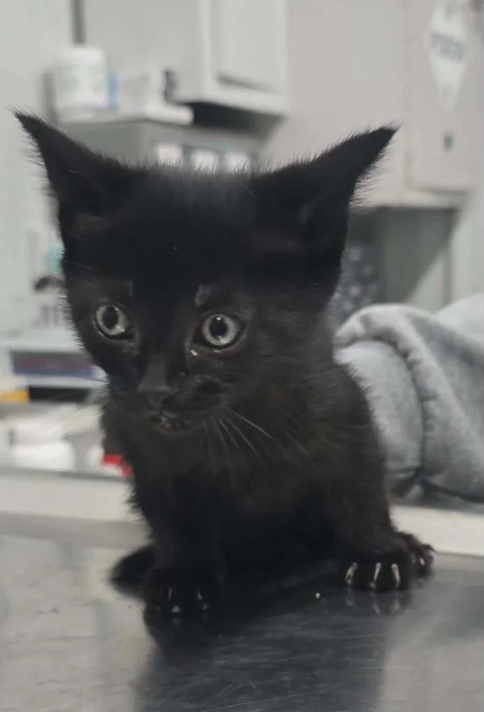A baby small-sized male Domestic Short Hair cat named O Mally for adoption in Hillsdale, IN