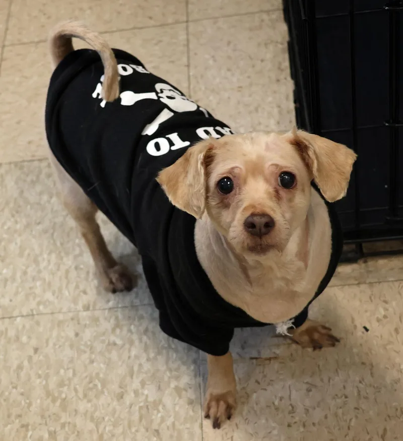 A senior small-sized female Apricot / Beige Lhasa Apso dog named Dutch & Feisty for adoption in Harrison, NY