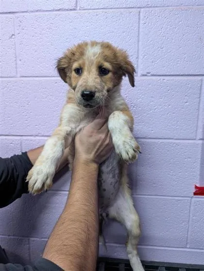 A baby medium-sized female Yellow / Tan / Blond / Fawn German Shepherd Dog dog named 61095722 for adoption in El Paso, TX