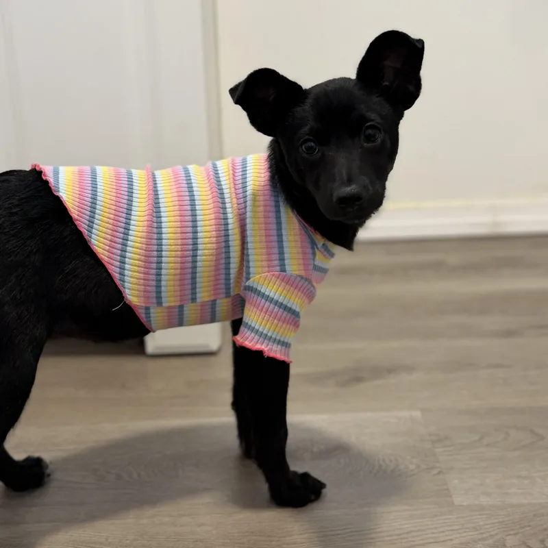 A baby small-sized female Black Chihuahua dog named Pepita for adoption in San Diego, CA