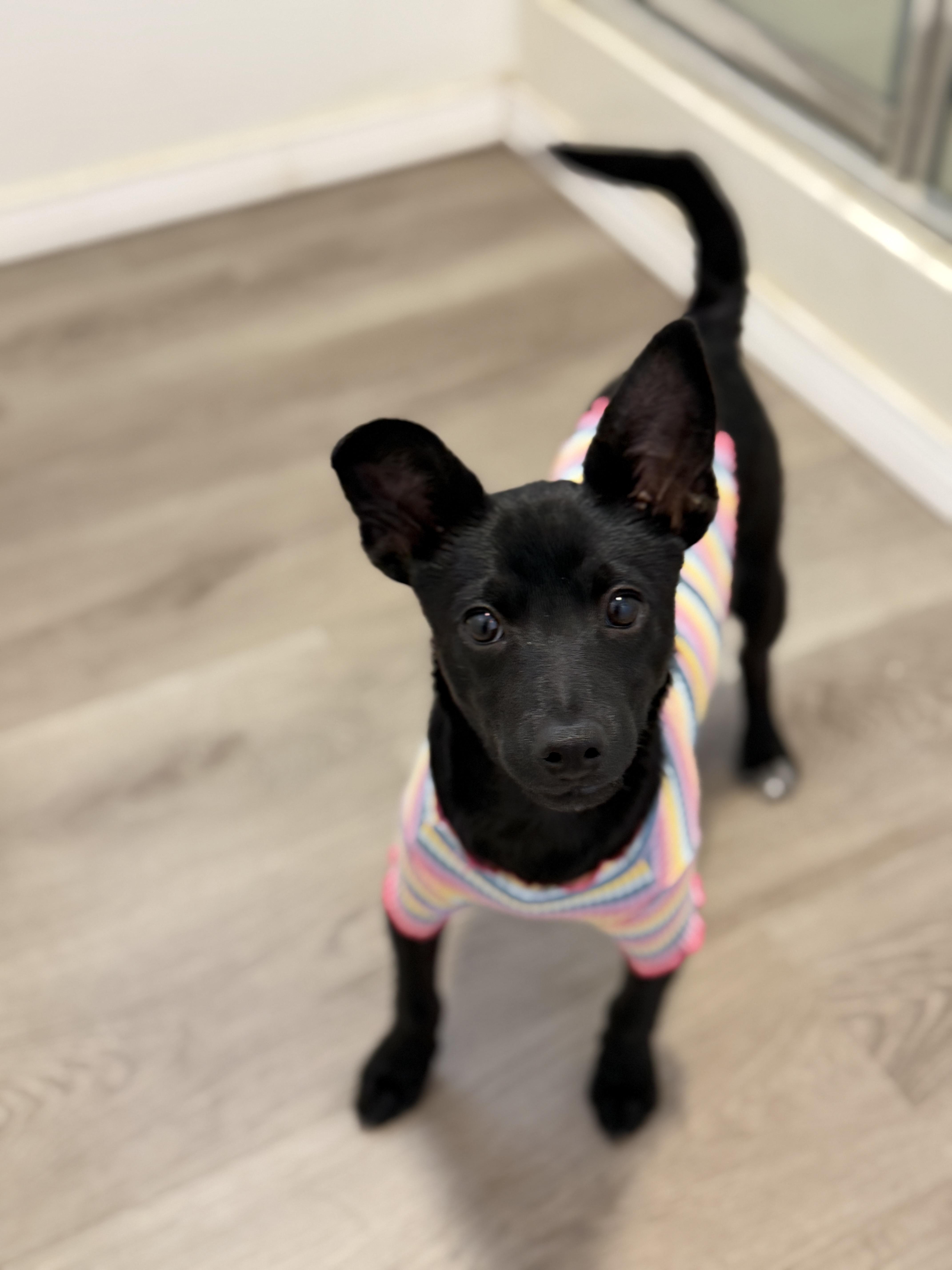 Pepita thumbnail 2