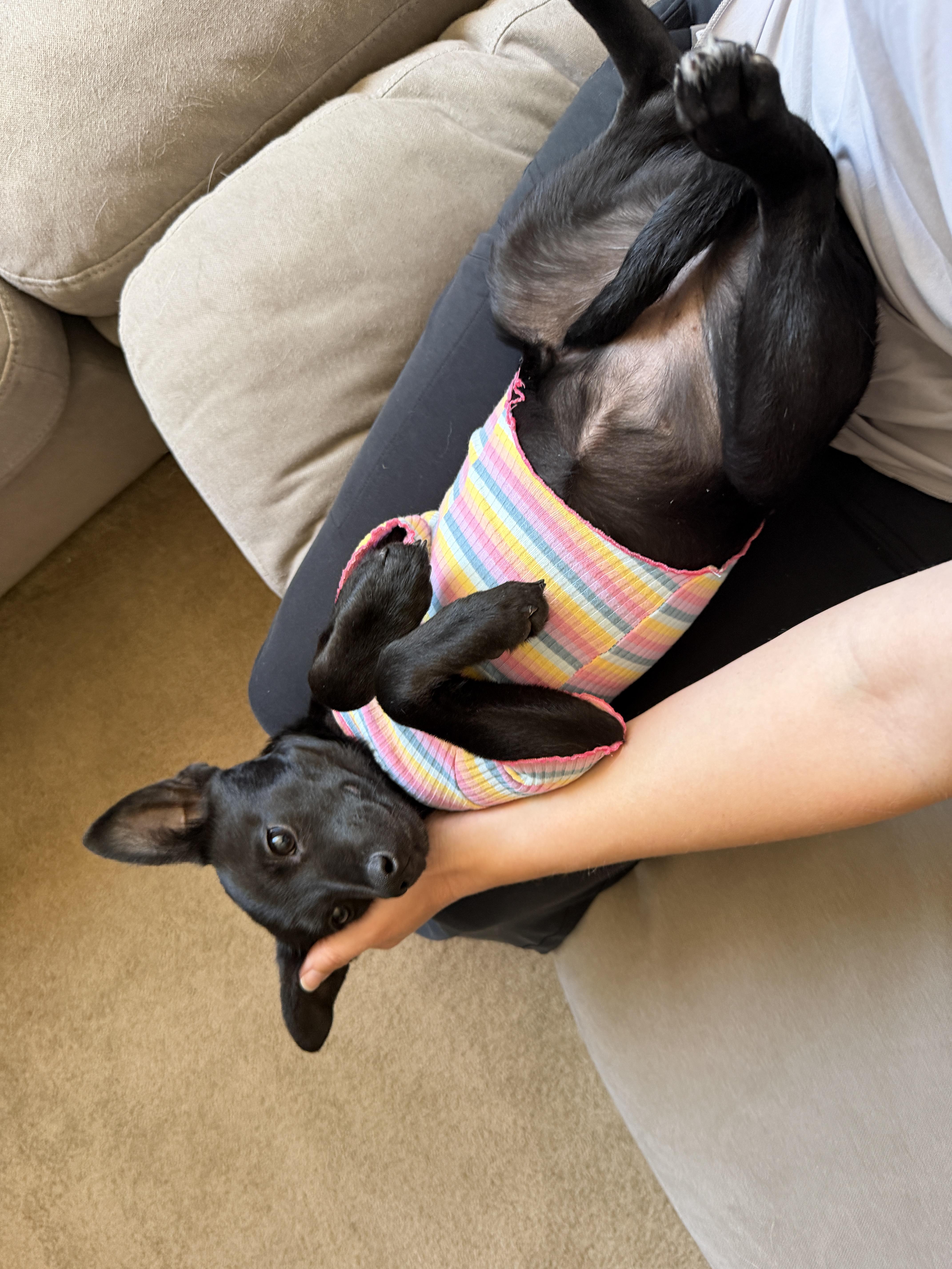 Pepita thumbnail 3