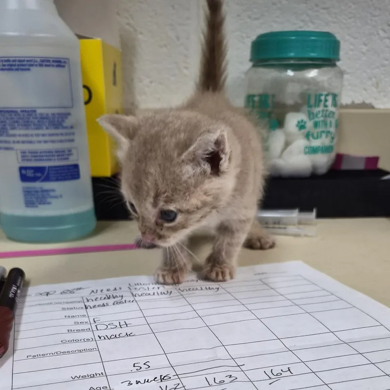 A baby small-sized male Buff / Tan / Fawn Domestic Short Hair cat named Jam for adoption in Ardmore, OK