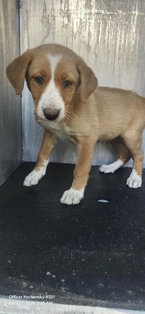 A baby small-sized female Terrier dog named Natia for adoption in San Antonio, TX