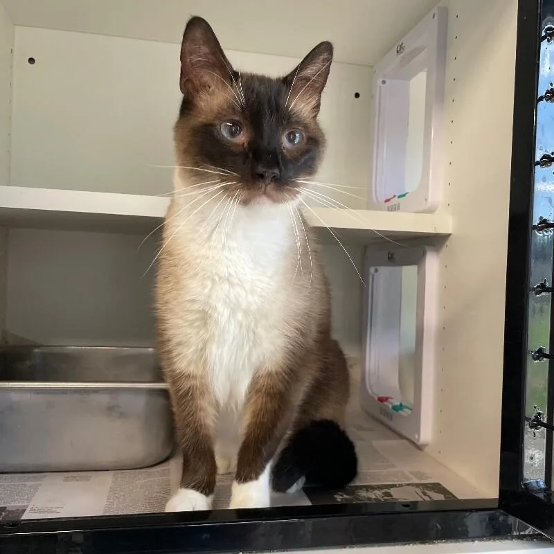 A senior medium-sized male Domestic Short Hair cat named Handsome for adoption in Roanoke, VA