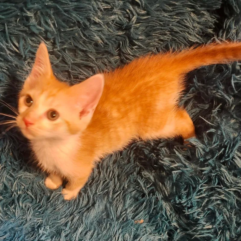A baby small-sized male Orange / Red Domestic Short Hair cat named Farmer Joar for adoption in Tallahassee, FL