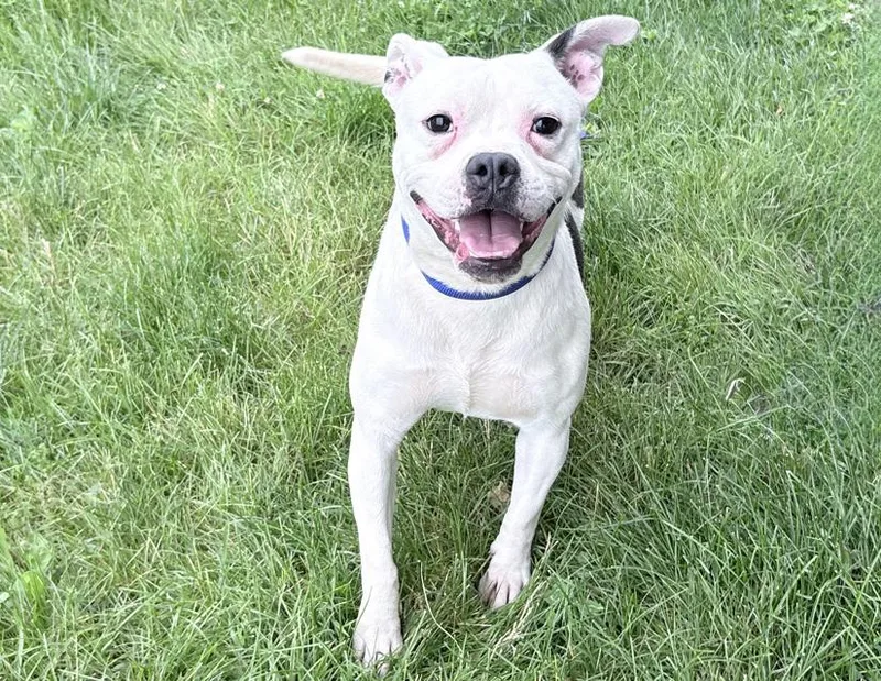 An adult medium-sized male White / Cream Pit Bull Terrier dog named Yoda for adoption in Columbus, IN