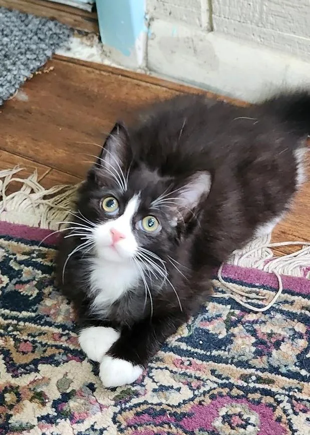 A baby medium-sized male Black & White / Tuxedo Domestic Long Hair cat named Valentino for adoption in Wayne, NJ