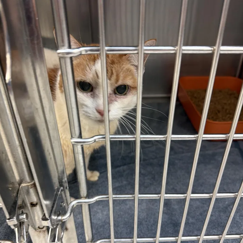 A senior large-sized female Orange / Red Domestic Short Hair cat named Pumpkin for adoption in Port Charlotte, FL