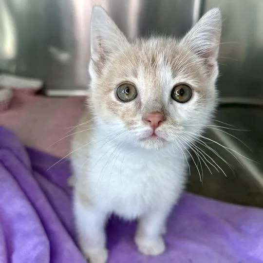 A baby small-sized male Buff / Tan / Fawn Domestic Short Hair cat named Nico for adoption in Matteson, IL