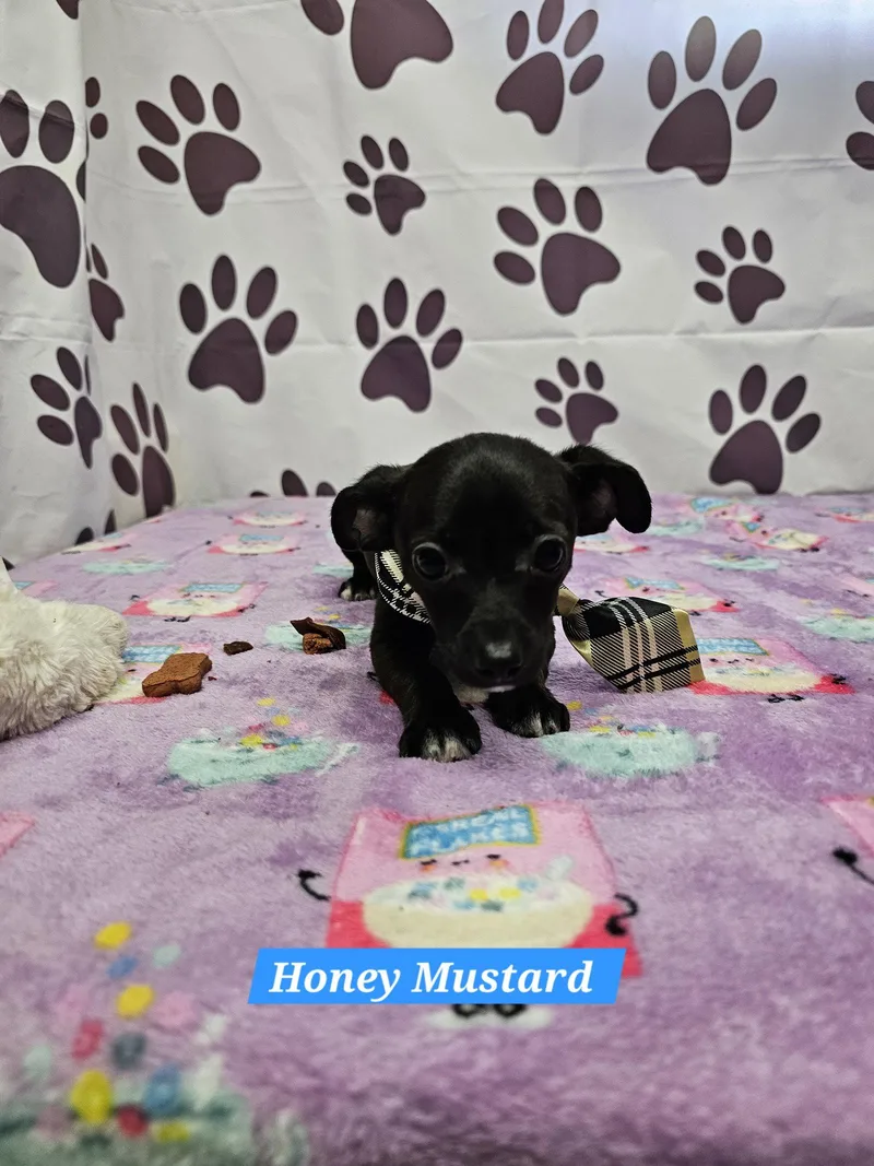 A young medium-sized male Chihuahua dog named Honey Mustard for adoption in Metairie, LA