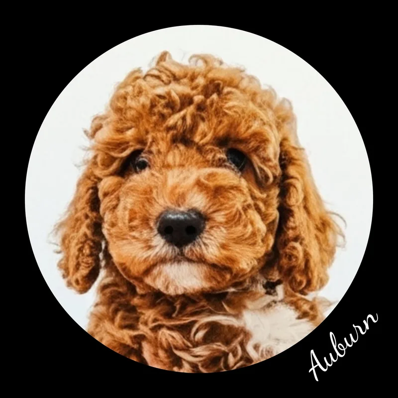 A baby small-sized female Red / Chestnut / Orange Goldendoodle dog named Crimson Auburn for adoption in Fredericksburg, VA
