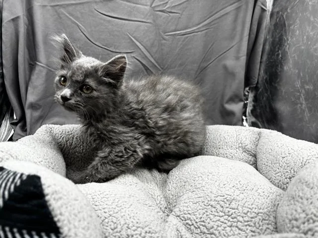 An adult small-sized male Domestic Medium Hair cat named A for adoption in Appling, GA