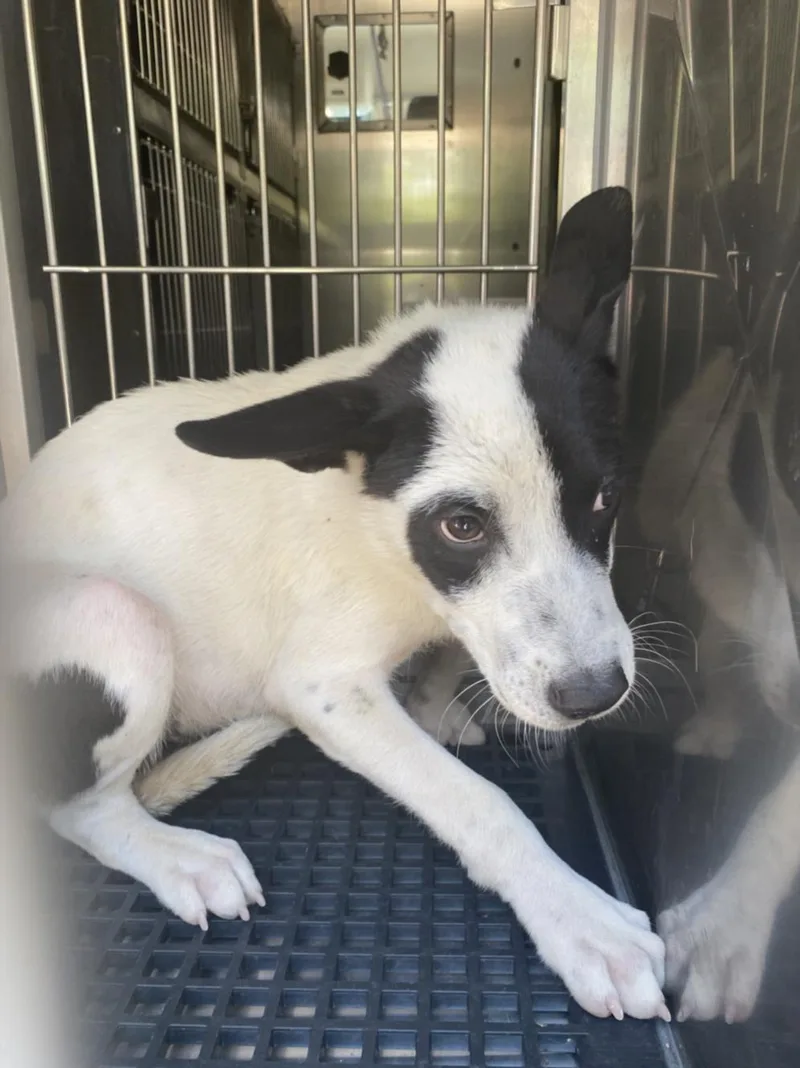 A young medium-sized male Mixed Breed dog named Moo for adoption in Dallas, TX