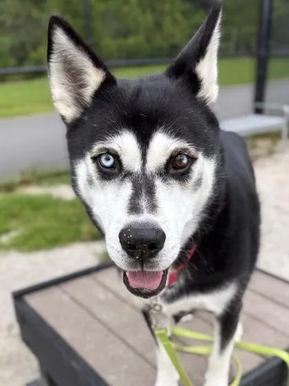 An adult large-sized male Mixed Breed dog named Sirius for adoption in Fairfax, VA