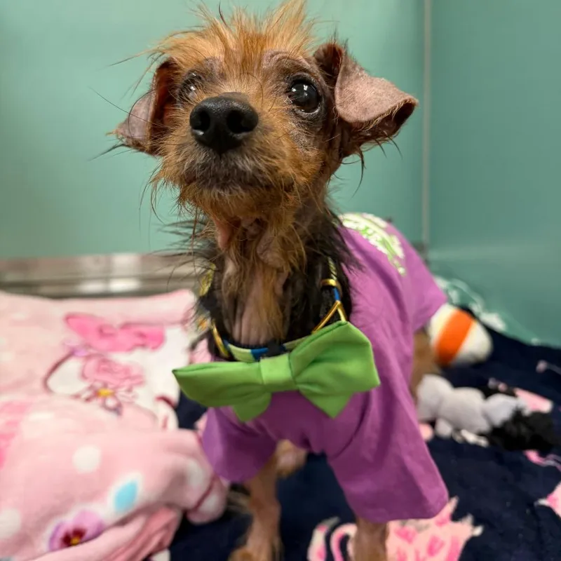 A senior small-sized male Yorkshire Terrier dog named Beckham Magoo for adoption in Titusville, FL