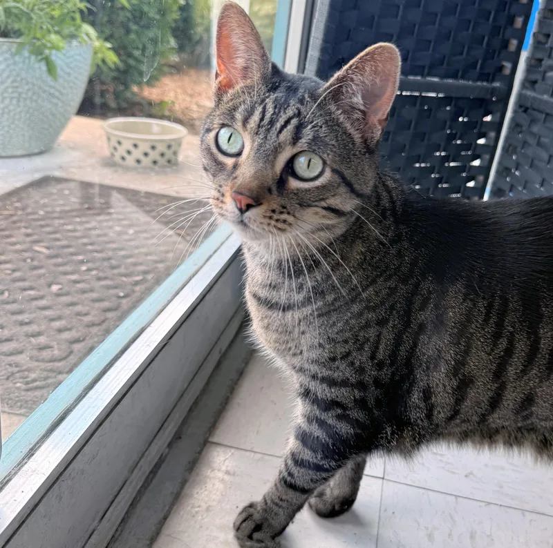 An adult large-sized male Tabby (Brown / Chocolate) Domestic Short Hair cat named Hambone for adoption in St. Louis, MO