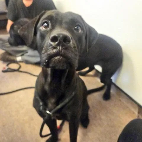 A young medium-sized male Black Labrador Retriever dog named Zack for adoption in Saint Louis, MO