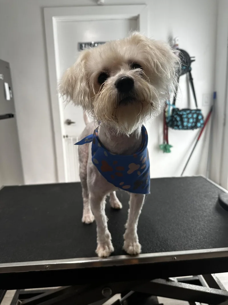 A young small-sized male Yellow / Tan / Blond / Fawn Maltese dog named Baxter for adoption in Plantation, FL