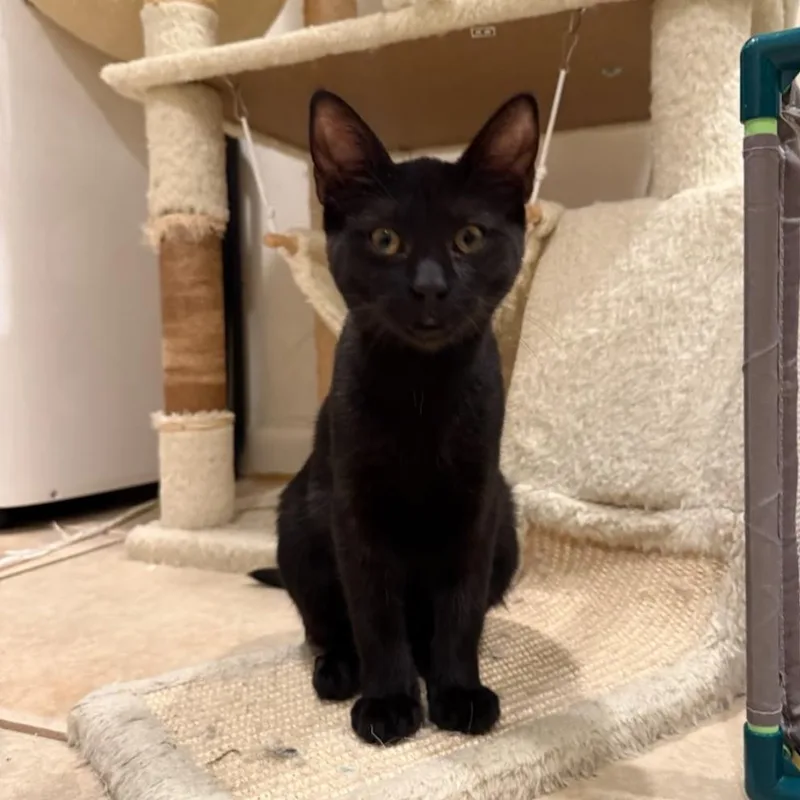 A baby medium-sized male Black Domestic Short Hair cat named Snap Dragon for adoption in Santa Rosa, CA