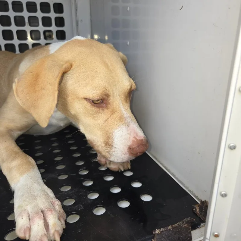 A young medium-sized male Yellow / Tan / Blond / Fawn Mixed Breed dog named StrayMartinLutherKingBoulevard for adoption in Columbus, GA