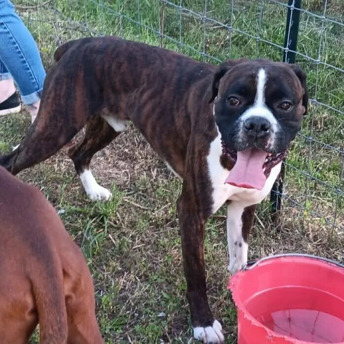 A young medium-sized male Boxer dog named Tito for adoption in Gillsville, GA