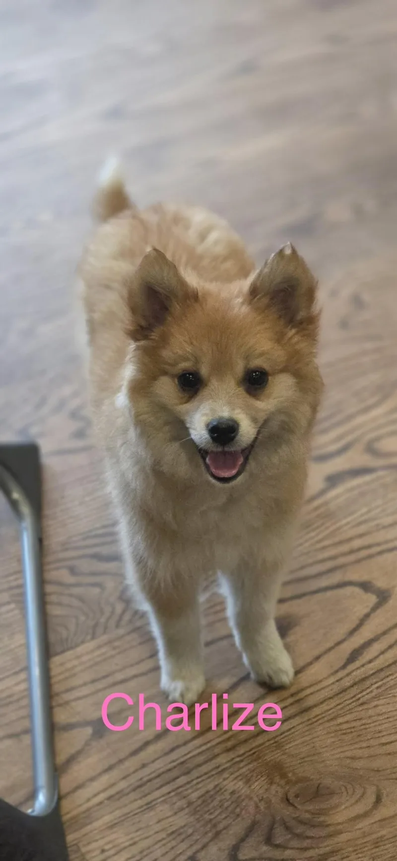 A baby medium-sized female Golden Retriever dog named Charlize for adoption in Warren, MI