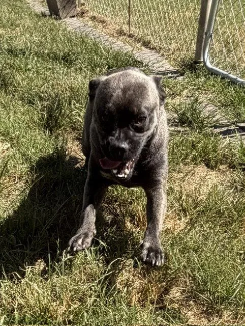 A young medium-sized male Pug dog named Dante for adoption in Houston, TX
