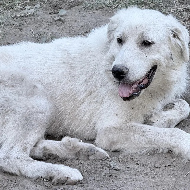 A baby large-sized male White / Cream Great Pyrenees dog named Milton for adoption in Olive Branch, MS