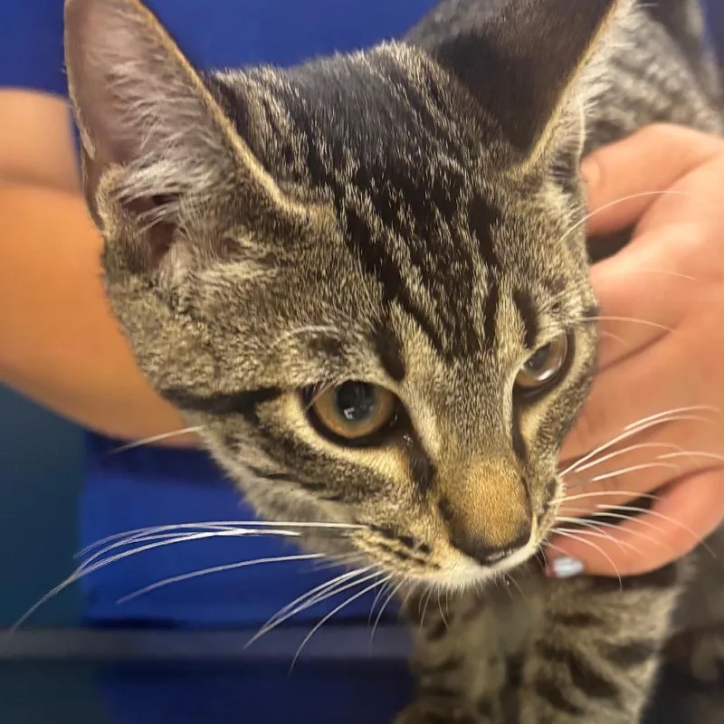 A young medium-sized male Buff / Tan / Fawn Domestic Short Hair cat named Gordy for adoption in Newark, NJ