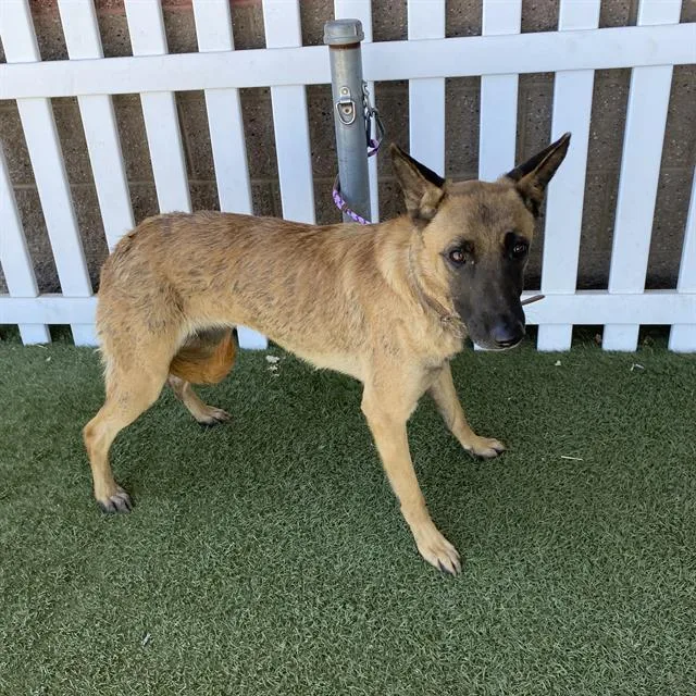 A young large-sized female Belgian Shepherd / Malinois dog named A for adoption in Modesto, CA