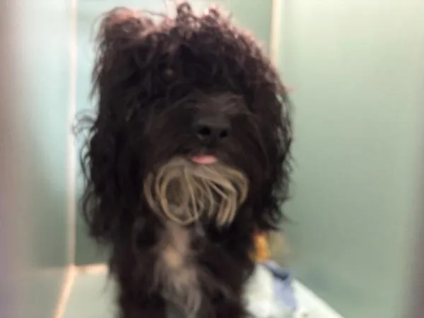 A young medium-sized female Mixed Breed dog named Bonnie for adoption in New York, NY