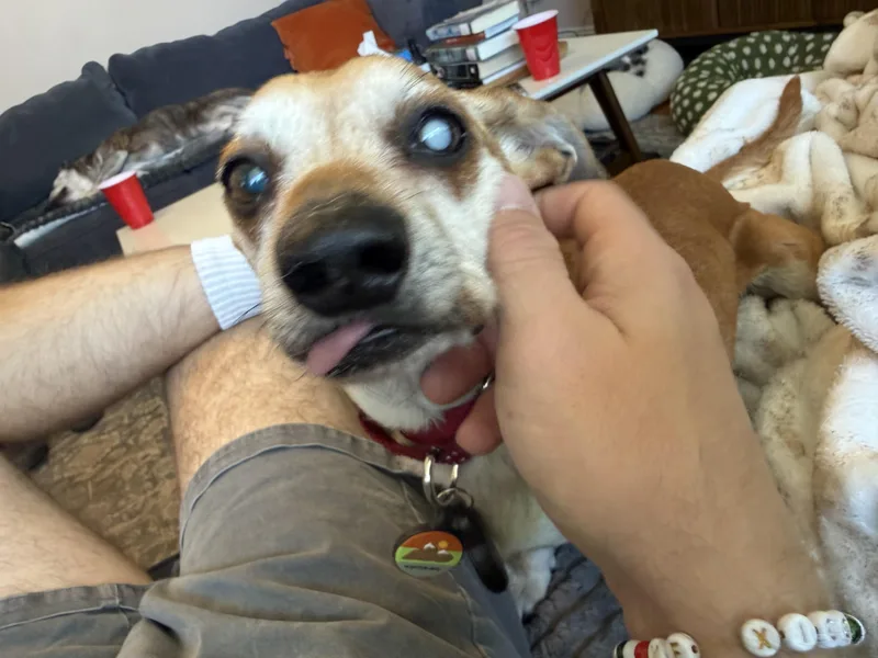 Chimi thumbnail 2