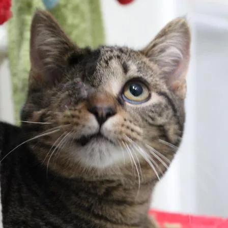 Crackers thumbnail 2