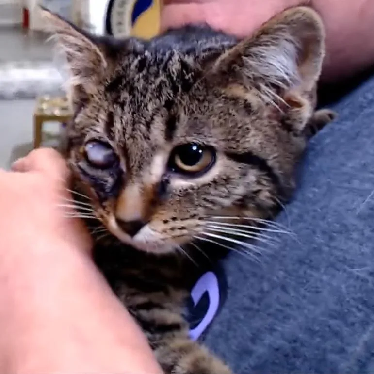 Crackers thumbnail 3