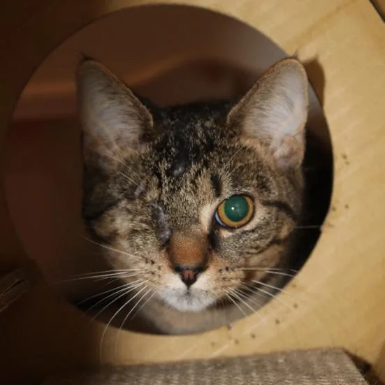 Crackers thumbnail 4