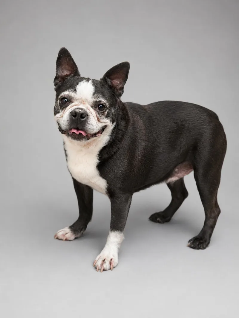 An adult small-sized female Boston Terrier dog named Nikki for adoption in Navarre, FL