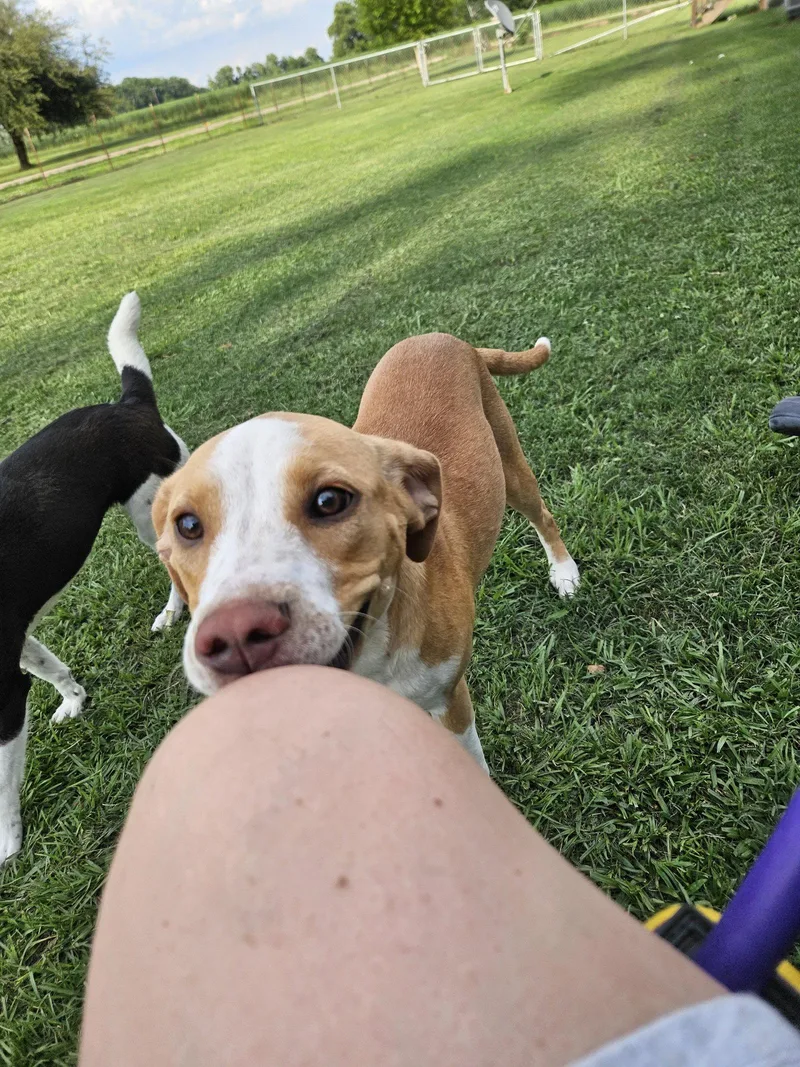 Dakota  part dog thumbnail 3
