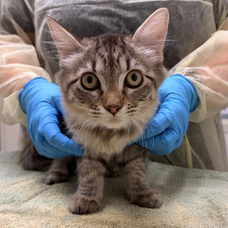 A baby small-sized female Domestic Medium Hair cat named Spooky for adoption in Murray, UT