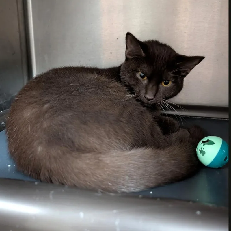 A young small-sized female Brown / Chocolate Havana cat named Hazelnut for adoption in Wilmington, OH