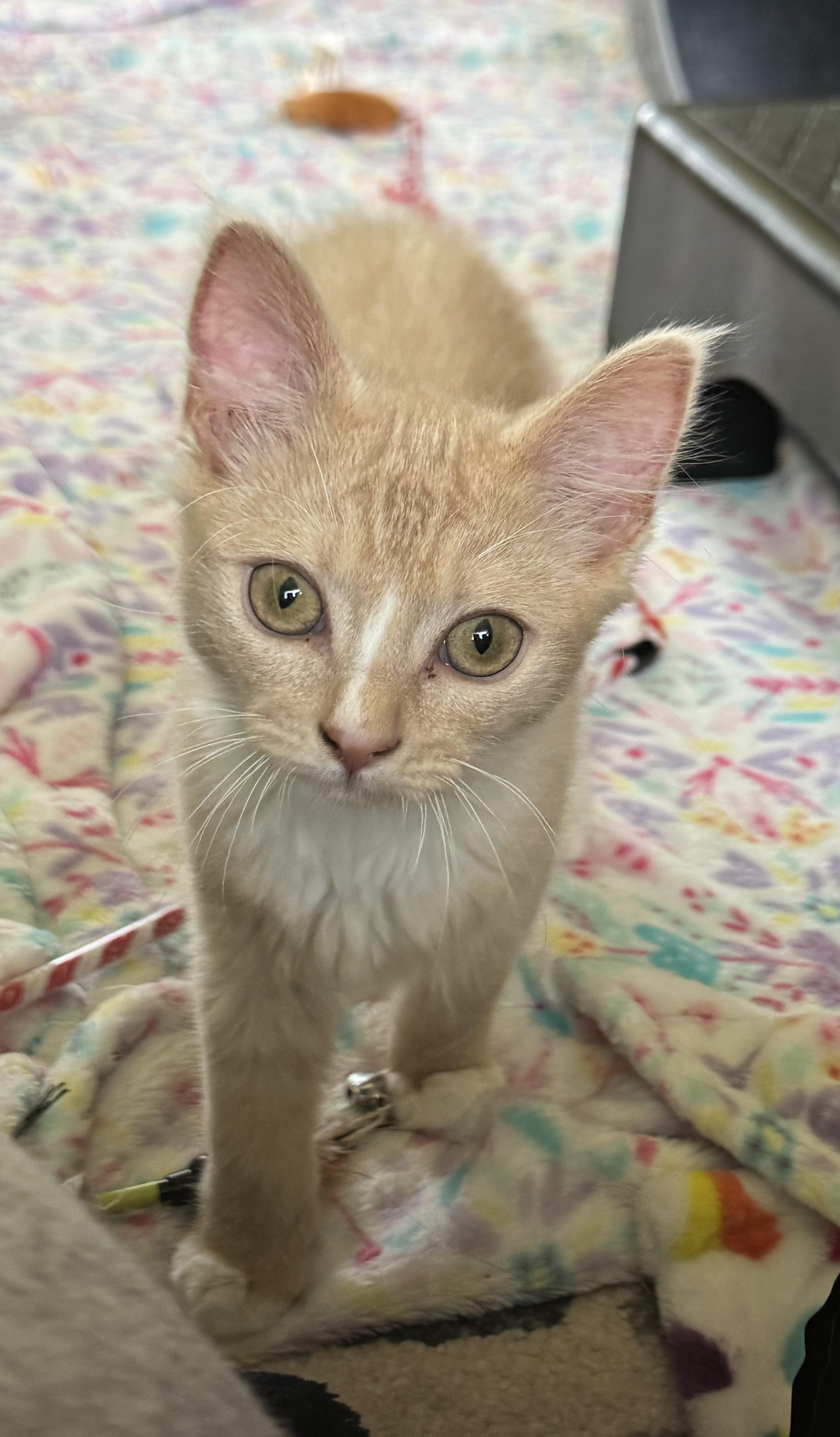 A baby small-sized female Domestic Medium Hair cat named South Parker for adoption in Wasilla, AK