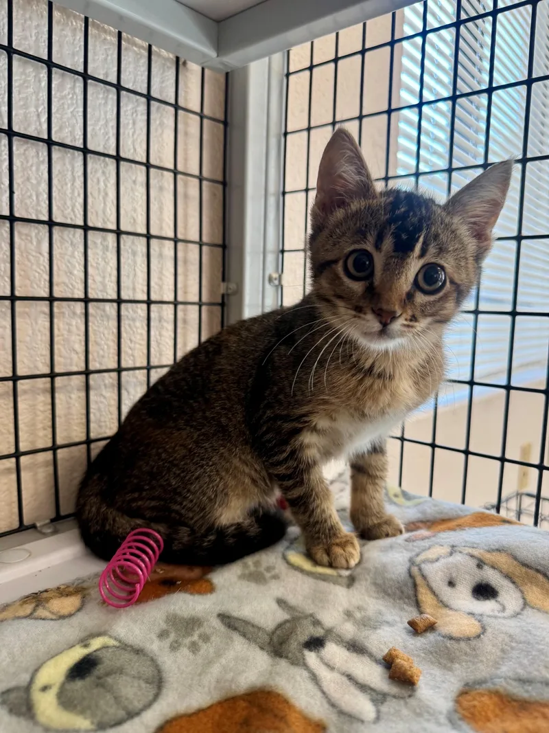 A baby medium-sized female Tabby (Buff / Tan / Fawn) Domestic Short Hair cat named Lizzy for adoption in Ripon, CA